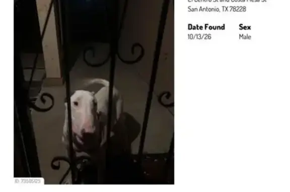 Found pets San Antonio, photo: Found dog, corner of El Centro St and Costa Mesa St, San Antonio — white male with no tag