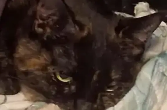 Lost pets Haverhill, photo: Lost cat, Bank Road, 106, Haverhill — female, black-and-gold, leash-trained