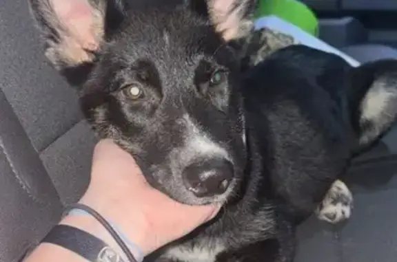 Lost dog, Belvedere Drive, 307, Pearl, Brandon — shy and sweet puppy - photo
