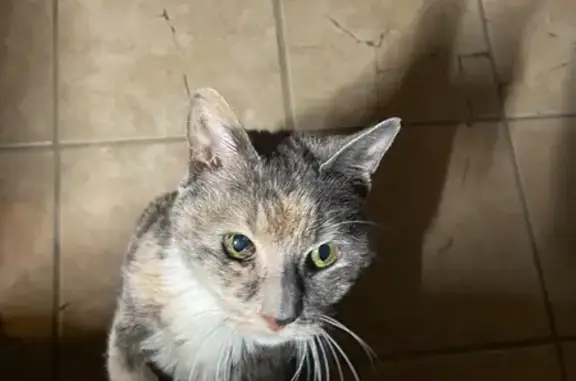 Lost cat, Idlewood Avenue, 621, Carnegie — female, grey with white and brown fur - photo
