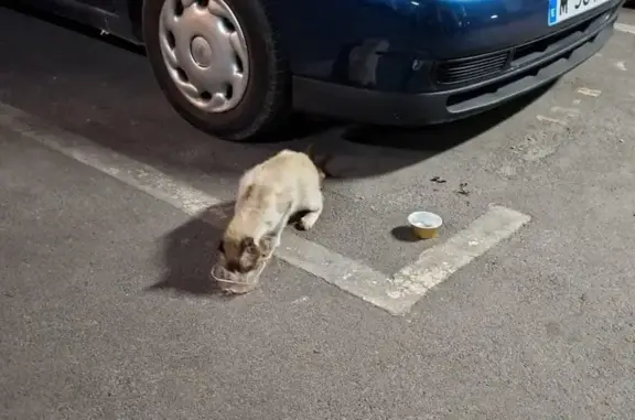 Búsqueda de mascotas, foto: Gato encontrado, Avenida de Fuenlabrada, 35, Leganés, Leganes — adulto y muy asustado