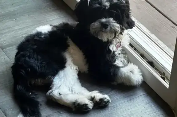 Lost pets Phoenix, photo: Lost female dog, North 54th Lane, 1616, Phoenix — white-and-black Shih-Poo mix