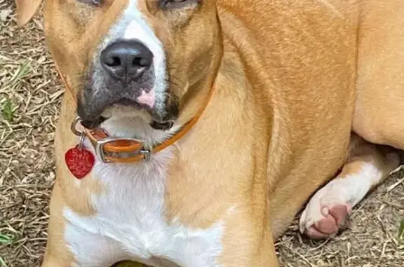Lost dog, Northeast 21st Terrace, 425, Ocala — male with a green canvas collar - photo