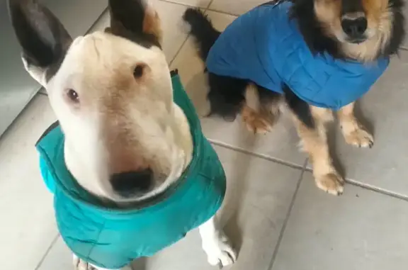 Lost dog, male, Frans Kleynhans Avenue, 45, Bloemfontein — white bull terrier - photo