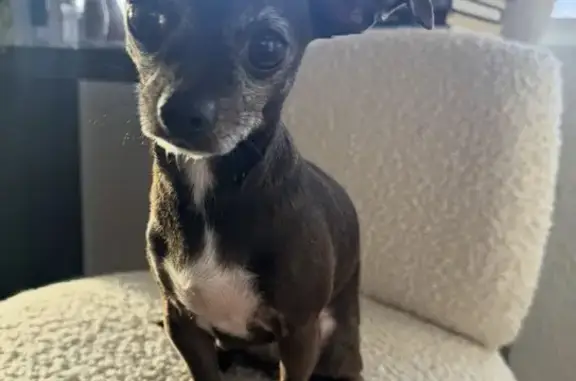 Lost dog, Castile Road, 1011, Austin — very small female Chihuahua - photo