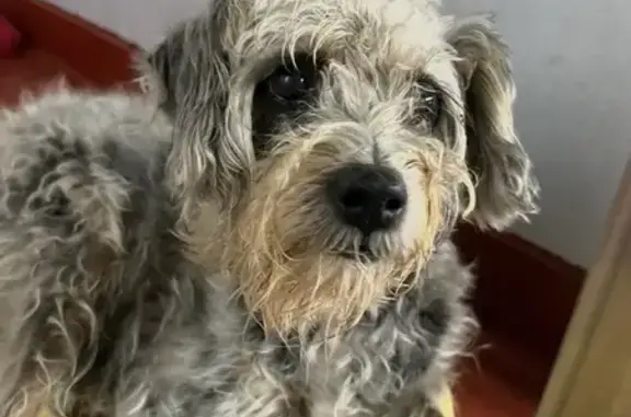 Lost female dog, Lower Bethany Road, Georgia, Atlanta — 14 years old, poor sight and hearing - photo