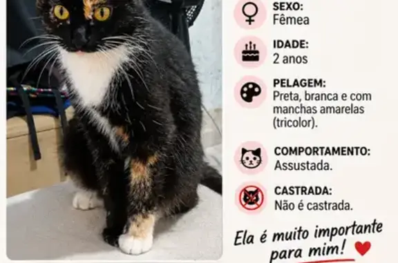 Gato perdido, Caminho São Sebastião, 315 — fêmea assustada após mudança - photo