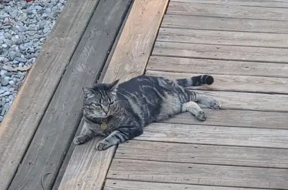 Lost pets North Bethesda, photo: Lost cat, Pommel Drive, Maryland, North Bethesda — small black and brown tabby
