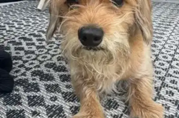 Lost pets Los Angeles, photo: Lost male dog, Melvin Avenue, 8437, Los Angeles — bold spot on back