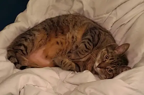 Lost female cat, Willdon Drive, 163, Portland — vocal 17-year-old tabby - photo