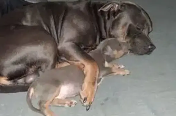 Lost dog, Maxton, North Carolina, Mullins — tricolor bully, may be with his son Tank - photo