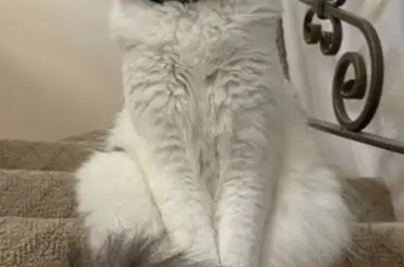 Lost pets Perth, photo: Lost cat, male, Meadowbrook Boulevard, 89, Stirling, Bayswater — white with grey patches