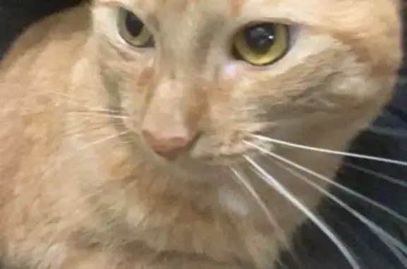 Lost pets Doraville, photo: Lost cat, Green Oak Drive, 3940, Doraville — male orange tabby with golden eyes