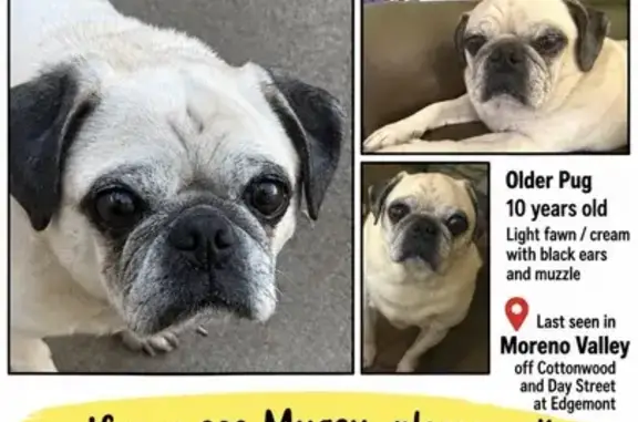Lost Dog, 13361 Hildegarde St, Riverside — 10-year-old male pug with a hernia - photo