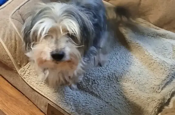 Lost pets Westland, photo: Lost dog, Detroit, Michigan, Westland — gray, brown and white terrier mix