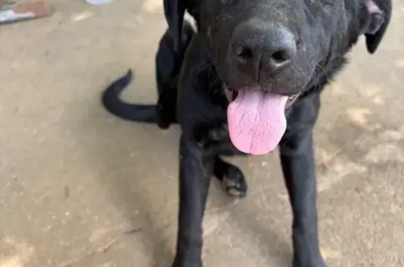 Lost dog, Felton Road, 5101, Richmond — female with 2 black Labradors - photo