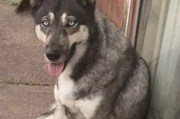 Lost pets Houston, photo: Lost dog, female, Callery Creek Drive, 4802, Houston — no collar