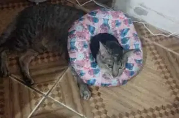 Gato macho perdido, Rua Aracanguira, São Paulo — usava colar elisabetano - photo