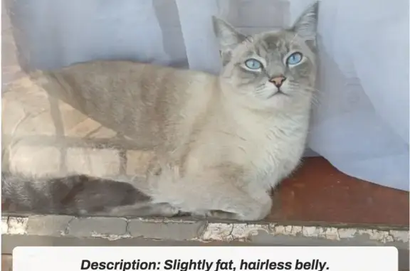 Lost cat, female, Adela Street, 594, Pretoria — striking blue eyes and a hairless belly - photo