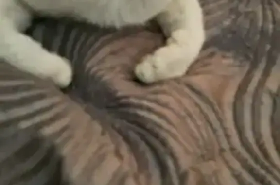 Lost cat, male, Norwest Boulevard, Sydney, Stanhope Gardens — grey coat with dark stripes and white chest - photo