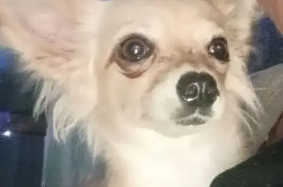 Lost male dog, Ann Street, 549, Brisbane — white and fawn chihuahua - photo