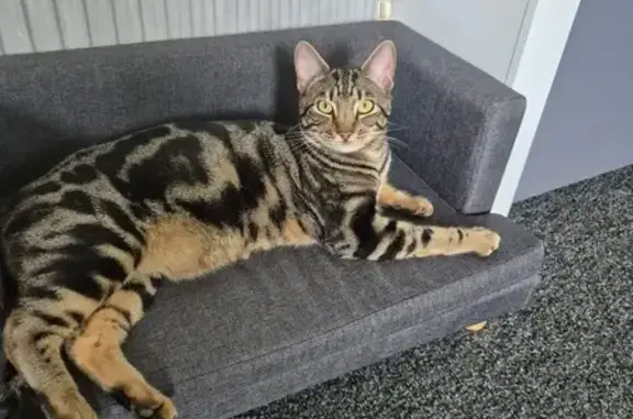 Lost cat, Wingfield Road, 12, Plymouth — male tabby-Bengal mix with a long tail - photo