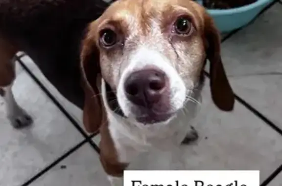 Found pets Miami, photo: Found dog, Southwest 7th Street, 2251, Miami — female, found near CVS
