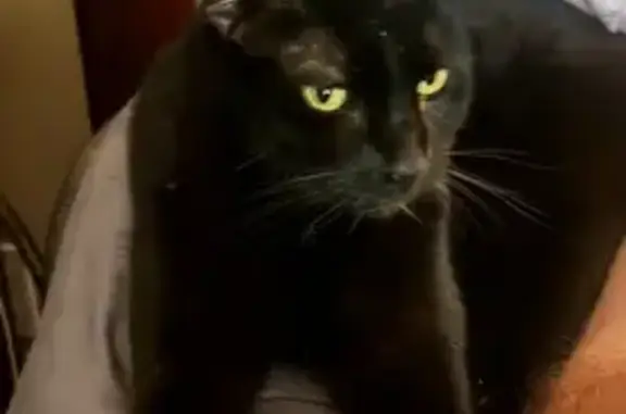 Lost cat, Meaghan Court, 12885, Jacksonville — large black male with green eyes - photo