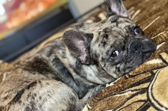 Lost male dog, North Thorne Avenue, 850, Fresno — 3 years old - photo