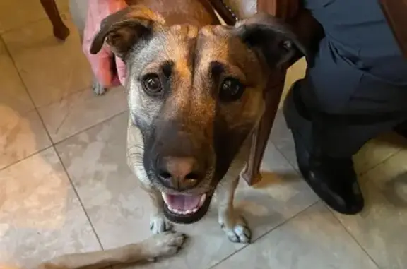 Lost female dog, Arkansas 73, 2786, Columbus, Washington — brown, medium-sized, pink collar - photo