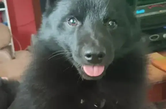 Lost dog, Hill Street, 792, Nixa — black Schipperke with a curly tail - photo