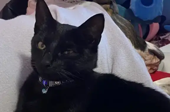 Lost male cat, Agincourt Drive, Perth, Lesmurdie — blue/green Grogu collar - photo