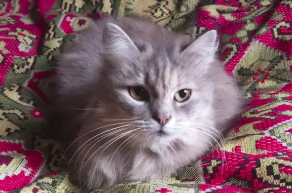 Зникла кішка, бічна вулиця Новий Світ, 4, Тернопіль — сіра домашня кицька - photo