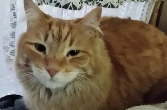 Missing cat Bloemfontein, photo: Lost cat, Veen Crescent, 26, Bloemfontein — male ginger long-haired cat with FIC