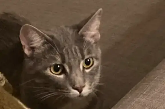 Lost pets Oklahoma City, photo: Lost cat, female, South Pennsylvania Avenue, 10900, Oklahoma City — yellowish-green eyes