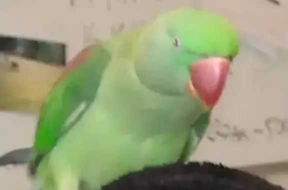 Lost female bird, O'Sullivan Beach Road, Adelaide, Onkaparinga — friendly and wearing a silver ring - photo
