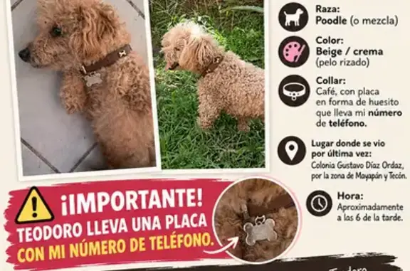 Color beige chino no se si sea poodle o frensh pool trae su plaquita y collar café con huesitos plateados trae un colmillo de fuera levente y tiene 12 años de edad no escucha ni ve bien