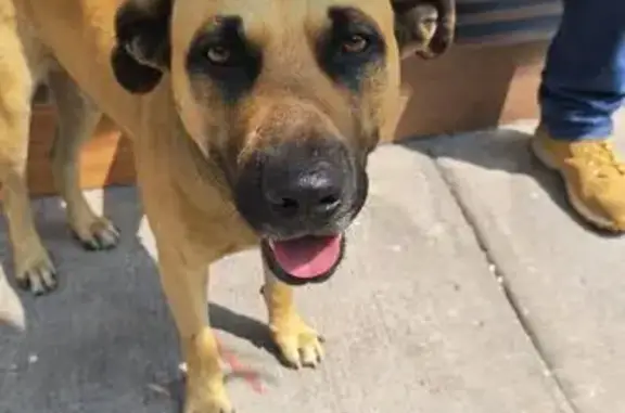 Búsqueda de mascotas, foto: Perro encontrado, macho, Catamarca, 157, Ciudad de México, Mexico City — doradito, ojitos negros