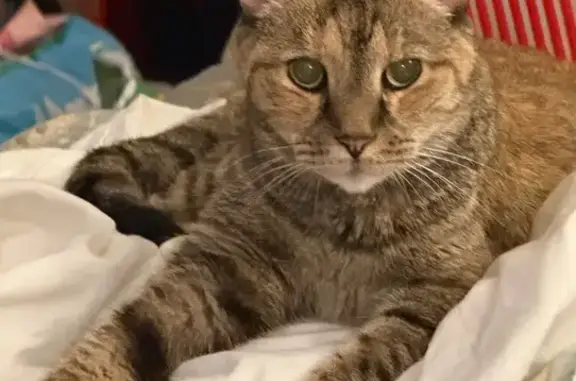 Lost pets Jericho, photo: Lost cat, Jericho Turnpike, 38, Jericho — shy 13-year-old tabby mix