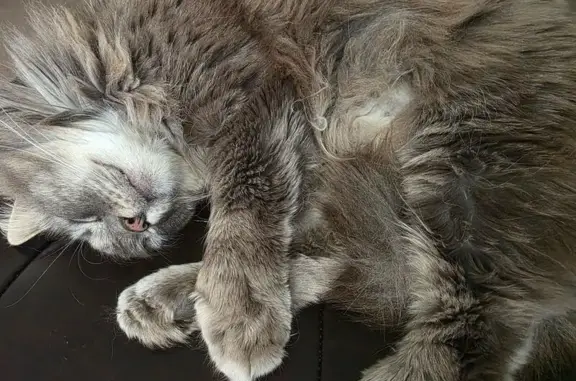 Lost cat, Johnson Road, 19045, Pusey Crossroads, Millsboro — male - photo