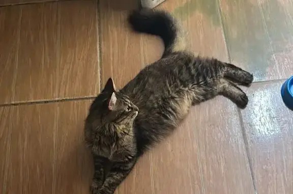 Gato perdido, Rua Jonas Barbosa Filho, São Paulo — macho, grande e dócil - photo