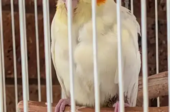 Found bird, Brimbank — injured...