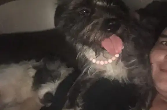 Lost pets Edwardsburg, photo: Lost dog, U.S. 12, 19663, Edwardsburg — female with white paws and chest