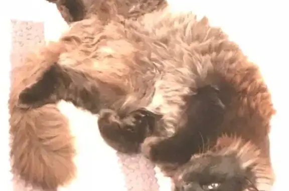 Lost pets Startex, photo: Lost cat, Hickory Drive, 155, Startex — black, fluffy male with greenish-yellow eyes