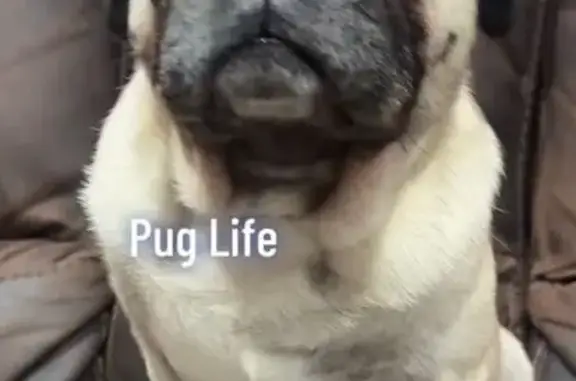 Lost male dog, 3rd Avenue, 8421, Hesperia — pug - photo