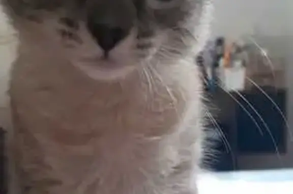 Gato perdido, Rua Joaquim Gonçalo da Silva, Santa Rosa de Viterbo — desapareceu após subir no muro - photo