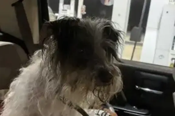 Lost dog, U.S. 62, 2669, Berryville, Berryville — male Shih Tzu - photo