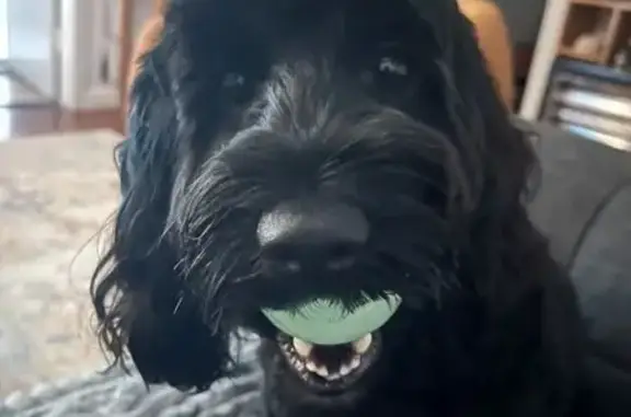 Lost dog, Ocean Parade, 73, Coffs Harbour - male with a white chin patch - photo