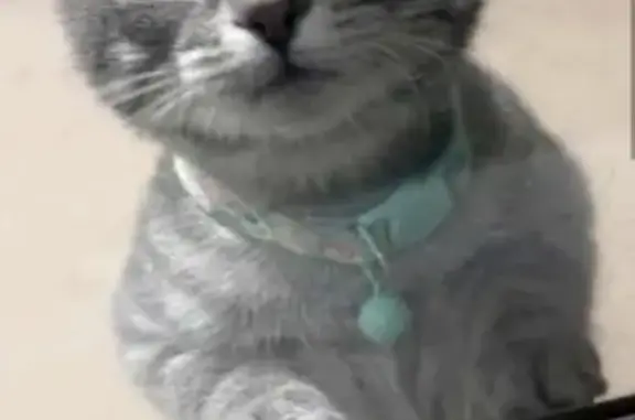 Lost pets San Luis, photo: Lost cat, East San Francisco Street, San Luis — female with a pink collar