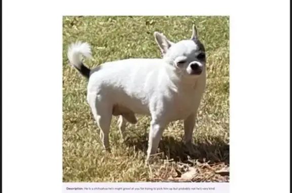 Lost pets Brookhaven, photo: Lost Dog, Buford Highway, 3446, Augusta — male Chihuahua with a black spot over his left eye